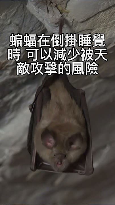 蝙蝠會裝死嗎